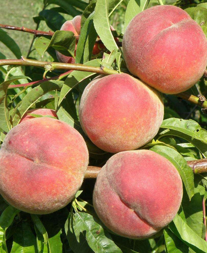 Betty Peach - Raintree Nursery