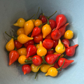 Biquinho Pepper Mix  Seeds