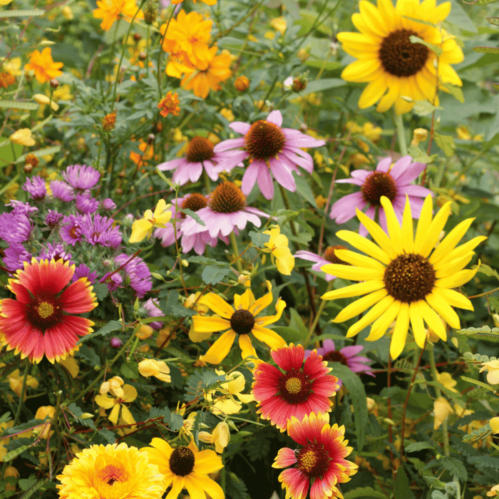 Bird Lover's Meadow Mix Seed Shaker