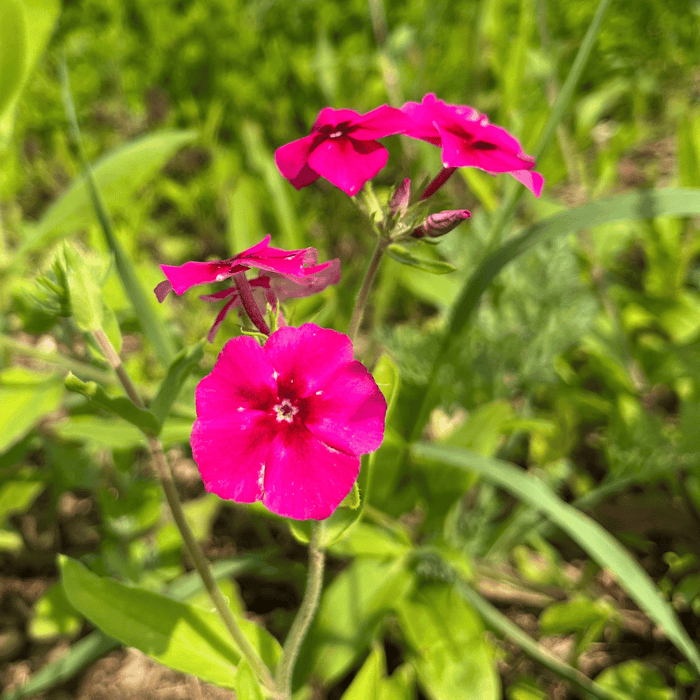 Bird Lover's Meadow Mix Seed Shaker