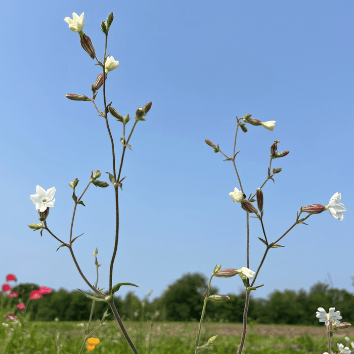 Bird Lover's Meadow Mix Seed Shaker