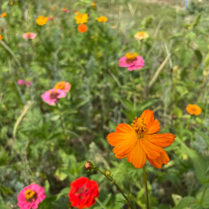 Bird Lover's Meadow Mix Seed Shaker
