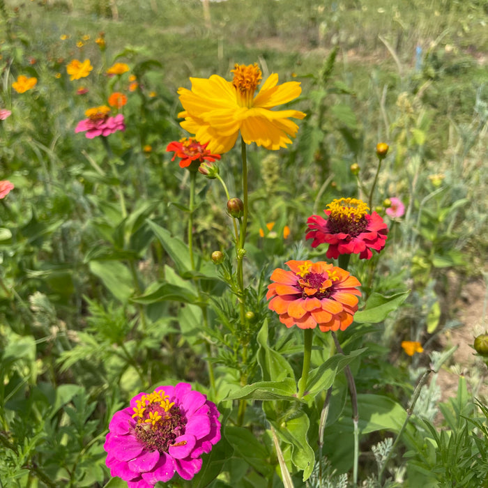 Bird Lover's Meadow Mix Seed Shaker