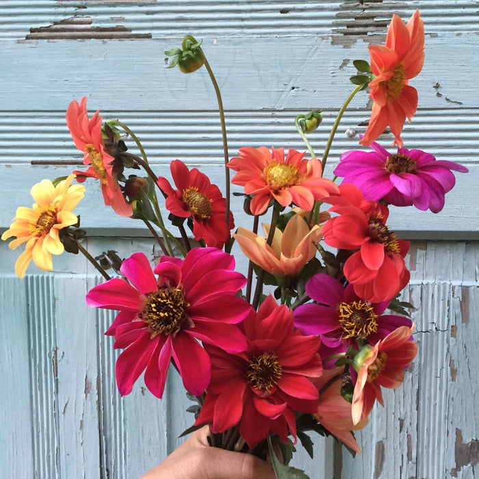 Bishop's Children Dahlia vendor-unknown
