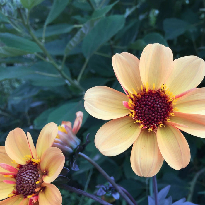 Bishop's Children Dahlia Tuber Collection
