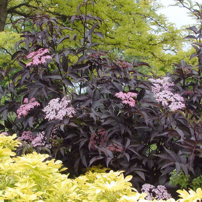 Black Beauty Elderberry-Berries-Raintree Prop-