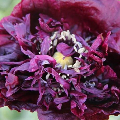 Black Beauty Poppy Seedlings