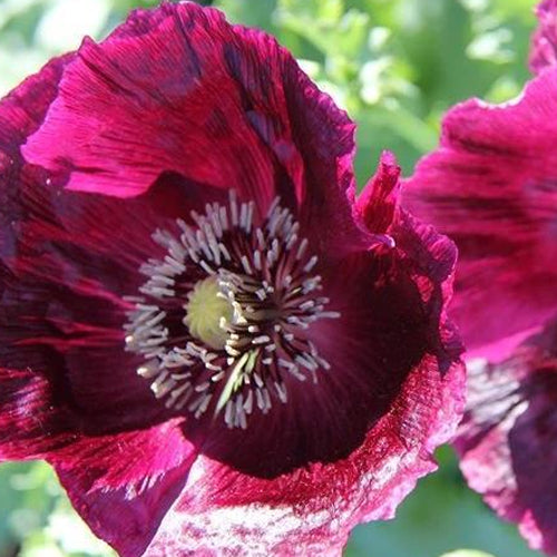 Black Beauty Poppy Seedlings