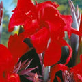 Black Knight Canna