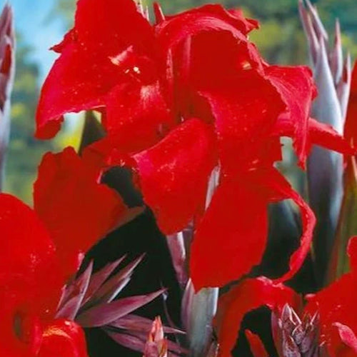 Black Knight Canna