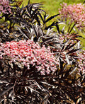 Black Lace® Elderberry - Raintree Nursery