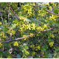 Black Topaz™ Currant-Berries-North Woods-1 Gallon Pot-
