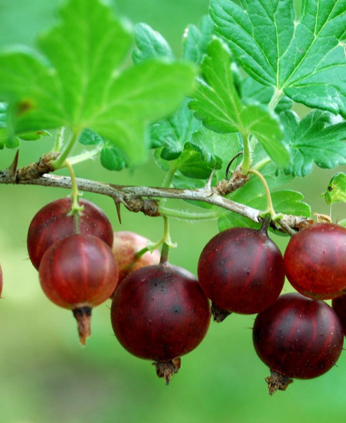 Black Velvet Gooseberry - Raintree Nursery