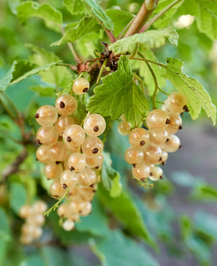 Blanca White Currant - Raintree Nursery