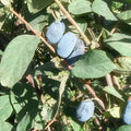 Blue Belle Honeyberry-Berries-Raintree Prop-2 Quart Pot-