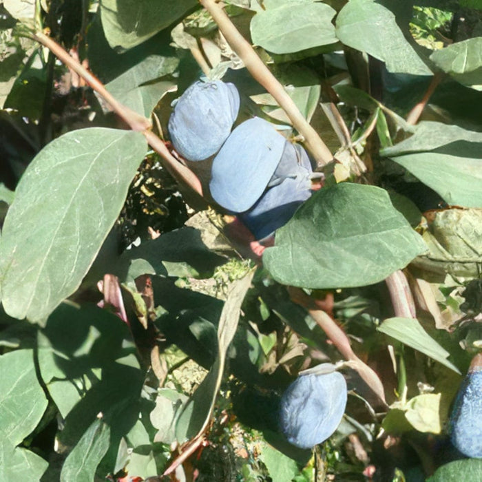 Blue Belle Honeyberry-Berries-Raintree Prop-2 Quart Pot-
