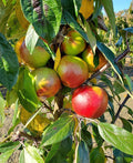 Blushing Delight™ Urban™ Columnar Apple - Raintree Nursery