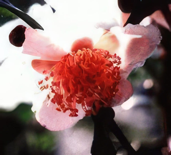 Blushing Maiden Tea-Unique & Unusual Edibles-Raintree Prop-