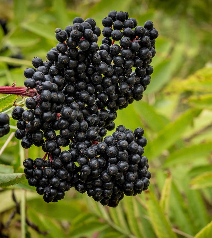Bob Gordon Elderberry-Berries-Raintree Prop-
