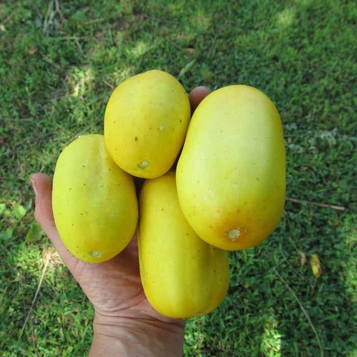Boothby's Blonde Cucumber Seedlings