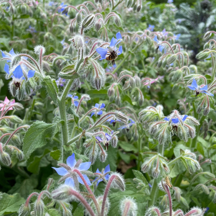 Borage Seedlings