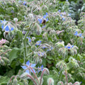 Borage Seedlings