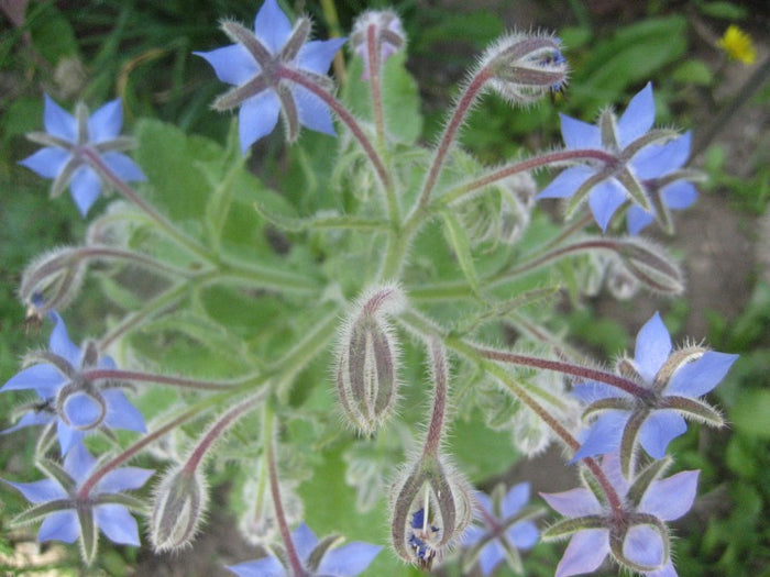 Borage Seedlings