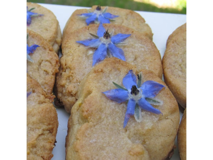Borage Seedlings