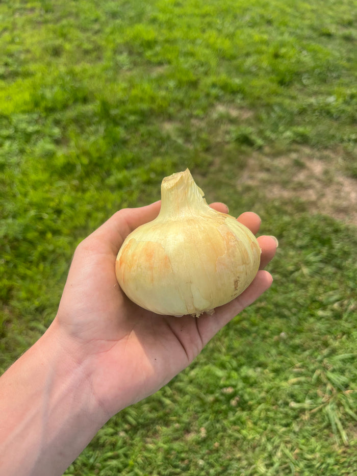 Borettana Cipollini Onion Seedling