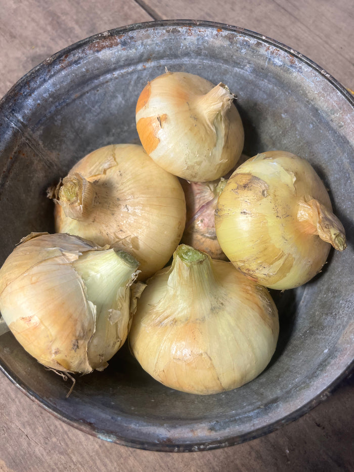 Borettana Cipollini Onion Seedling