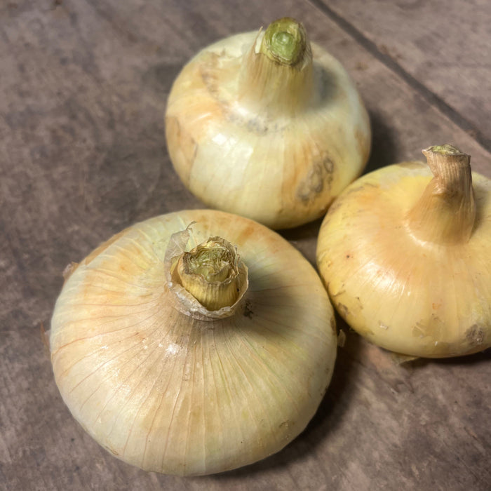 Borettana Cipollini Onion