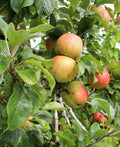 Bramley Apple - Raintree Nursery
