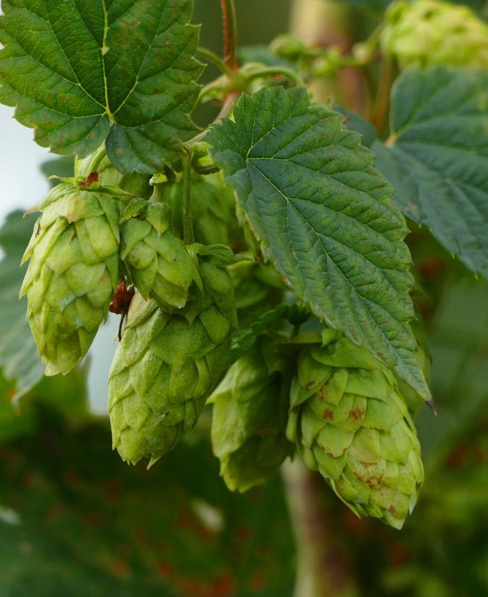 Brewer's Gold Hops - Raintree Nursery