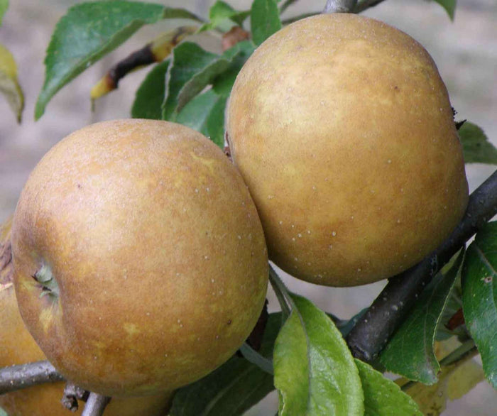 Brown Russet Apple - Raintree Nursery
