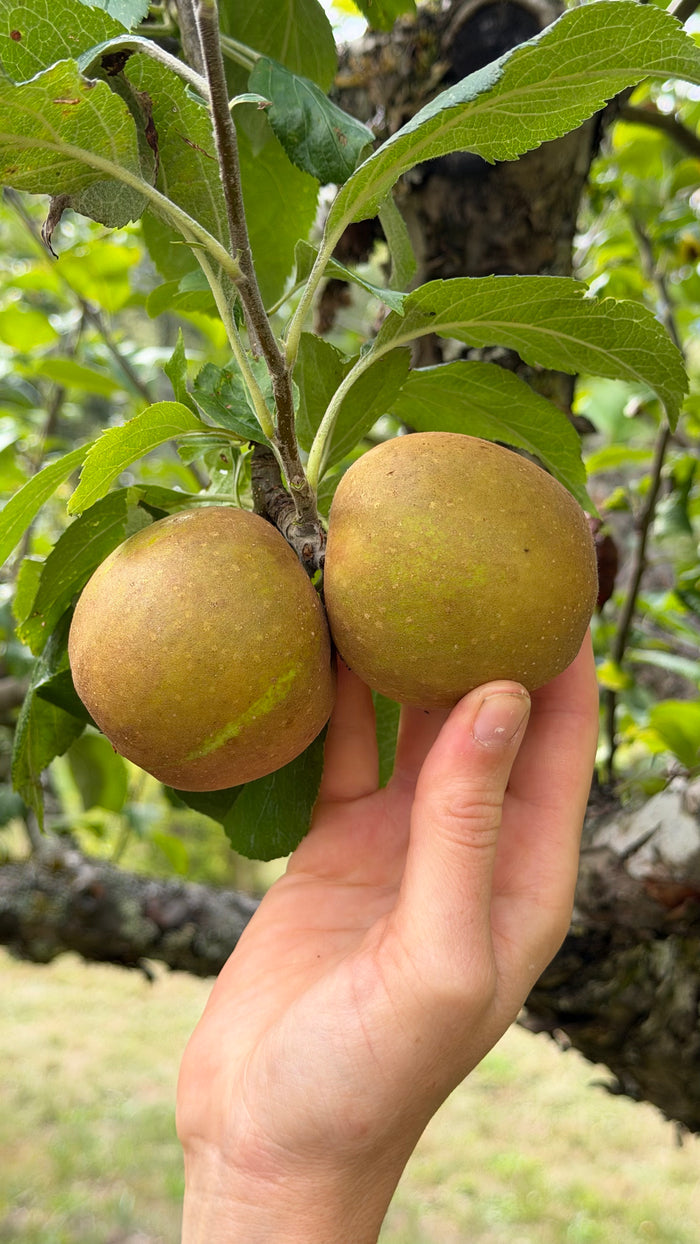 Brown russet apple