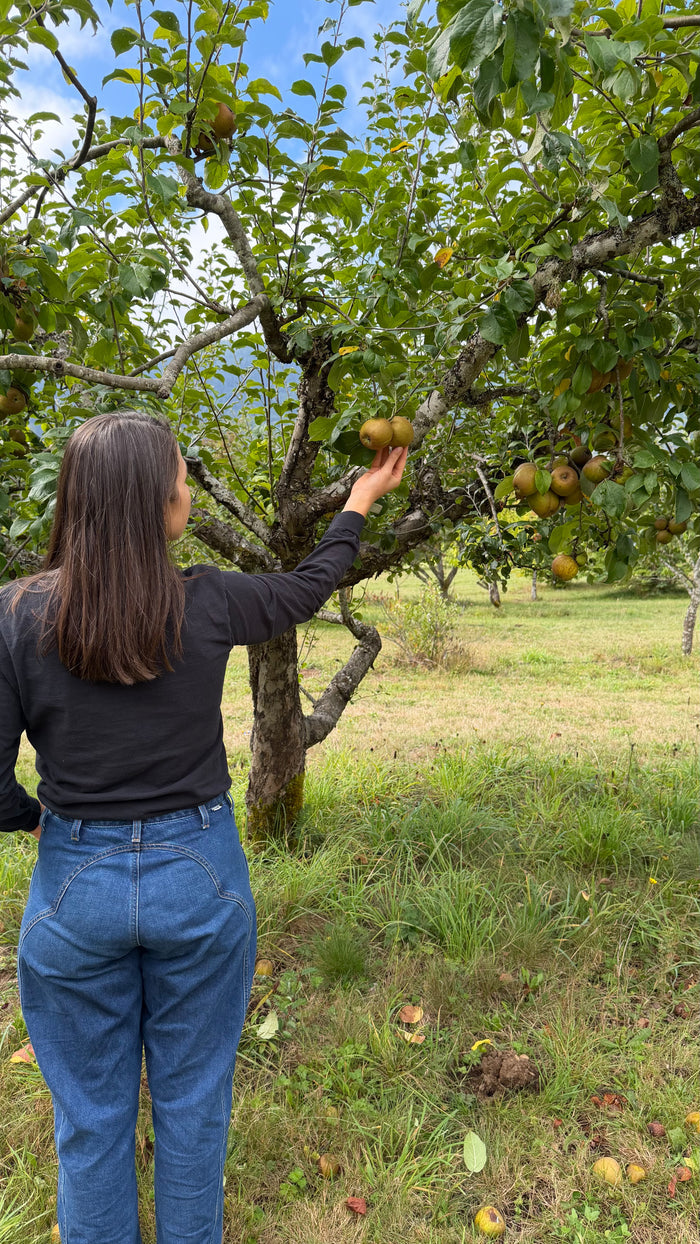 Brown russet apple