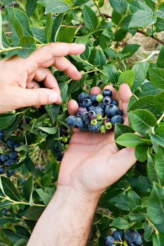 Brunswick Maine Blueberry - Raintree Nursery