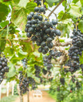 Buffalo Grape - Raintree Nursery
