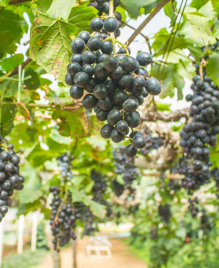 Buffalo Grape - Raintree Nursery