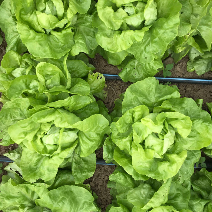 Buttercrunch Bibb Lettuce Seedling
