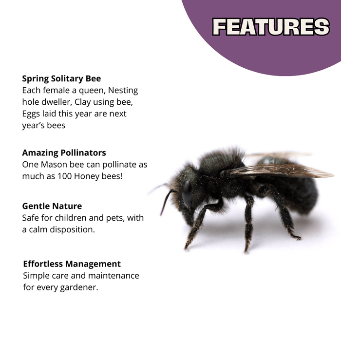 Buy Mason Bees | 40+ OBA Certified Cocoons with Free 2 Day Shipping