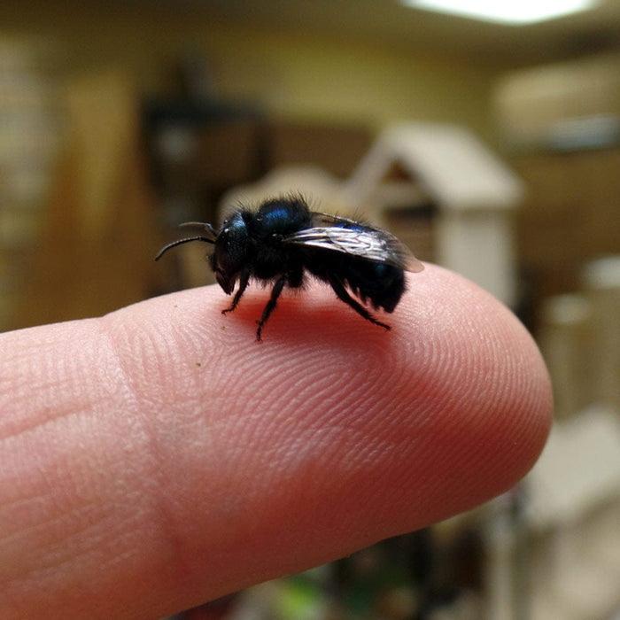 Buy Mason Bees | 40+ OBA Certified Cocoons with Free 2 Day Shipping