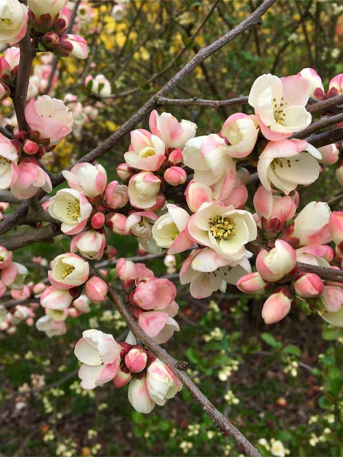 C. cathayensis/Cathay Flowering Quince - Raintree Nursery