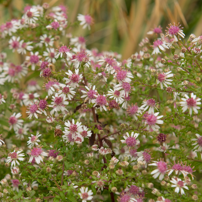 Calico Aster - PollinateHV Local Ecotype