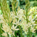 Camassia leichtlinii alba