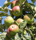 Campfield Cider Apple - Raintree Nursery