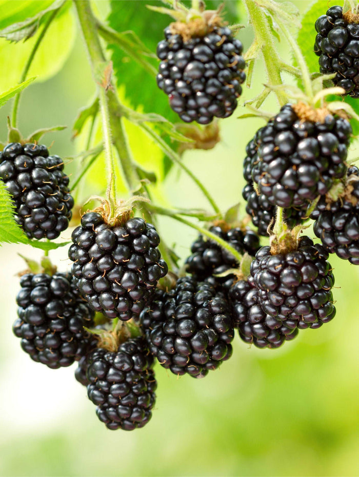 Cascade Blackberry - Raintree Nursery