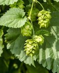 Cascade Hops - Raintree Nursery