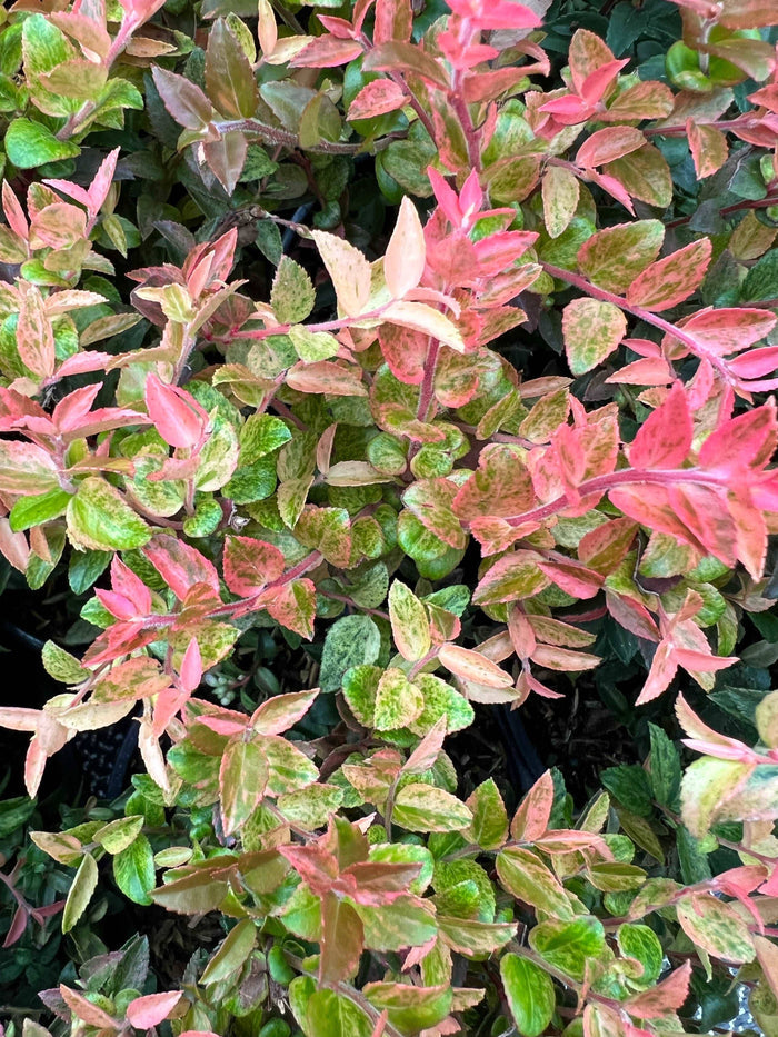 Cascade Sunburst™ Huckleberry - Raintree Nursery