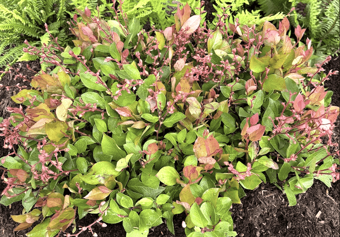 Cascade Sunrise™ Salal